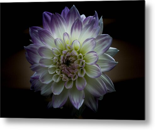 Flower Metal Print featuring the photograph Hint of Lilac by Linda Foakes