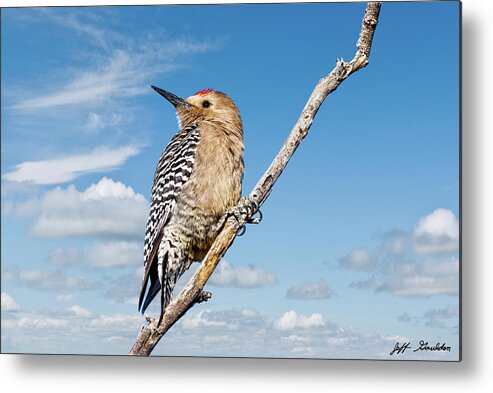 Animal Metal Print featuring the photograph Male Gila Woodpecker by Jeff Goulden