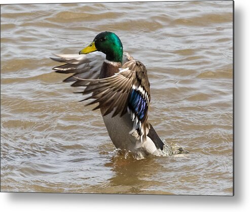Male Metal Print featuring the photograph Male Mallard by Holden The Moment