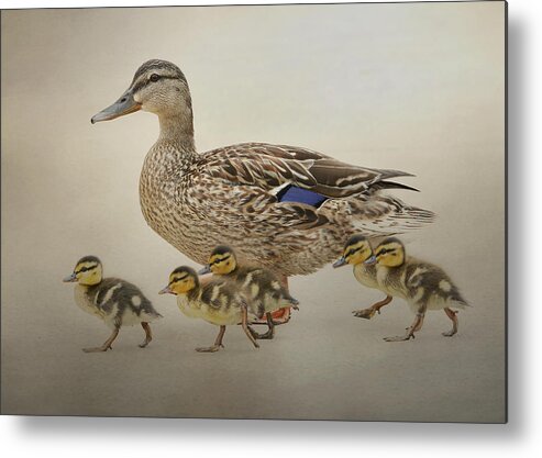 Baby Mallards Metal Print featuring the photograph March Of The Ducklings #1 by Fraida Gutovich