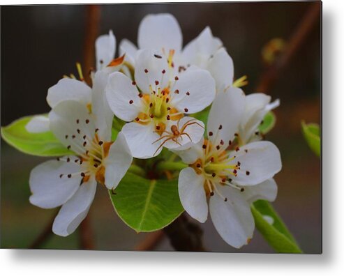 Pear Blossoms Metal Print featuring the photograph Pear Blossoms #1 by Kathryn Meyer