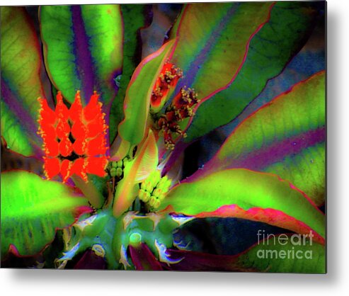Plants Metal Print featuring the photograph Tropic Plants and Flowers #1 by D Davila
