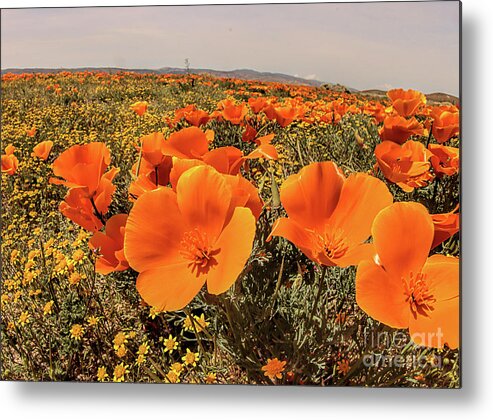 Wild Flowers Metal Print featuring the photograph Poppies #1 by Mark Jackson