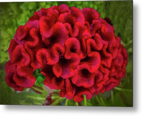 Cockscomb Metal Print featuring the photograph Red #1 by Dave Bosse