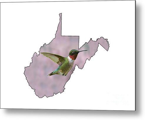 Green And Red; The Ruby-throated Hummingbird; Hummingbird; Bird; Hummingbird Metal Print featuring the photograph Ruby-throated Hummingbird beautiful coloring #2 by Dan Friend