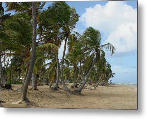 Island Metal Print featuring the photograph Sway by Robert Och
