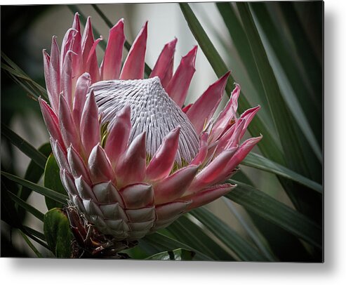 Protea Metal Print featuring the photograph The King of Proteas #1 by Shirley Mitchell
