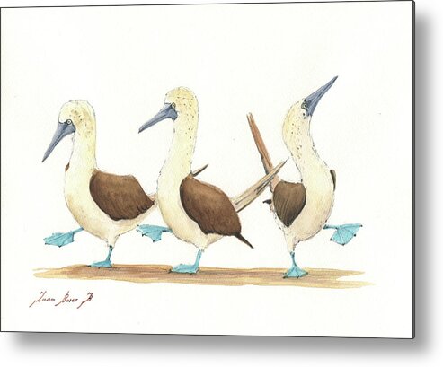 Bird Drawing Metal Print featuring the painting Three blue footed boobies #1 by Juan Bosco