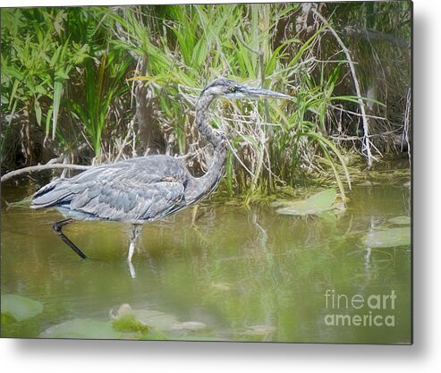 Everglades Metal Print featuring the photograph Wading for Food #1 by Judy Kay
