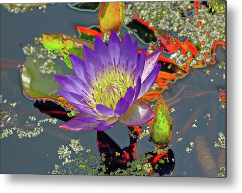 Water Lilly Metal Print featuring the digital art Water Lilly #1 by Don Wright