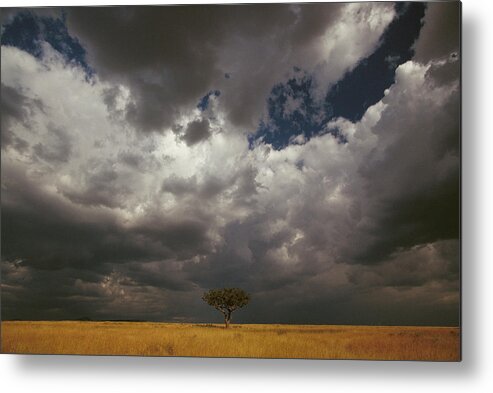 Mp Metal Print featuring the photograph Whistling Thorn Acacia Drepanolobium #1 by Gerry Ellis