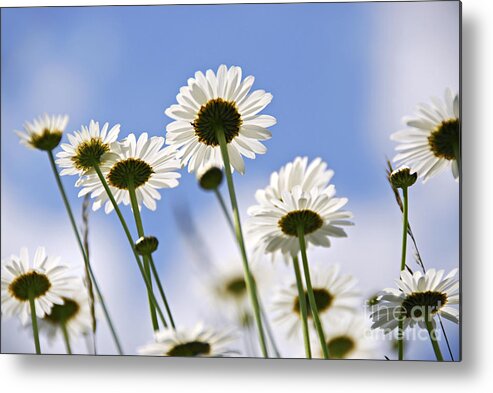 Daisy Metal Print featuring the photograph White daisies and sky by Elena Elisseeva