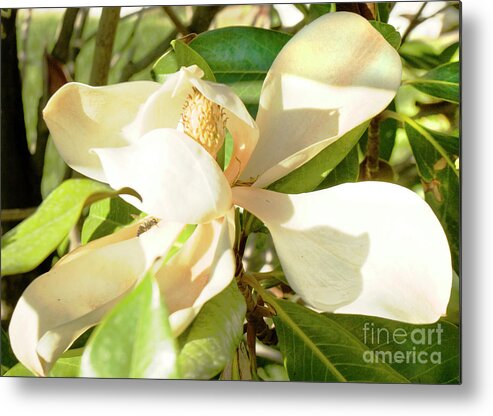 Magnolia Metal Print featuring the photograph White magnolia #1 by Irina Afonskaya