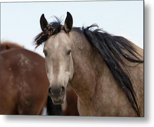 Cholla Metal Print featuring the photograph Wild Mustang #1 by Ronnie And Frances Howard