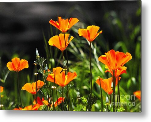 Poppies Metal Print featuring the photograph Poppies #16 by Marc Bittan