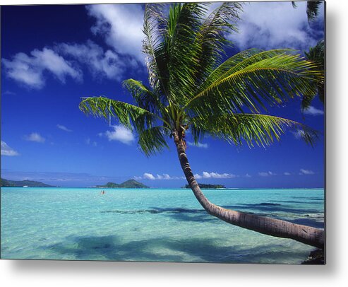 Beach Metal Print featuring the photograph Bora Bora, Palm Tree #2 by Ron Dahlquist - Printscapes