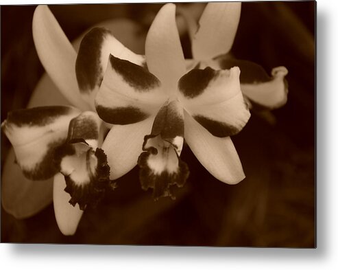 Macro Metal Print featuring the photograph Double Orchid #2 by Rob Hans