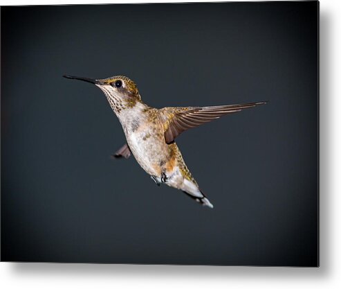 Hummingbird Metal Print featuring the photograph Hummingbird In Flight #2 by Holden The Moment