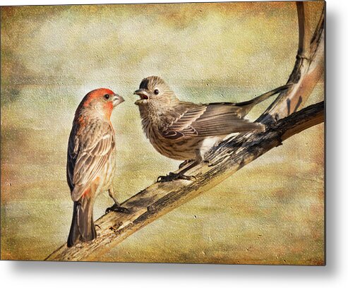 Birds Metal Print featuring the photograph 2 Little Love Birds by Barbara Manis