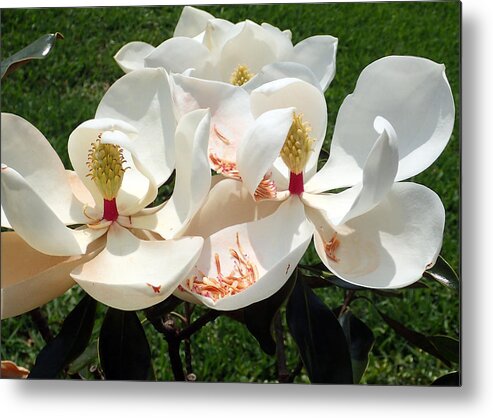 Magnolia Metal Print featuring the photograph Magnolia Blossom #1 by Farol Tomson