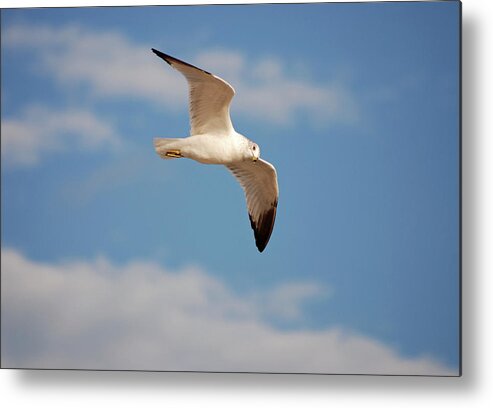 Seagulls Metal Print featuring the photograph 2- Seagull by Joseph Keane