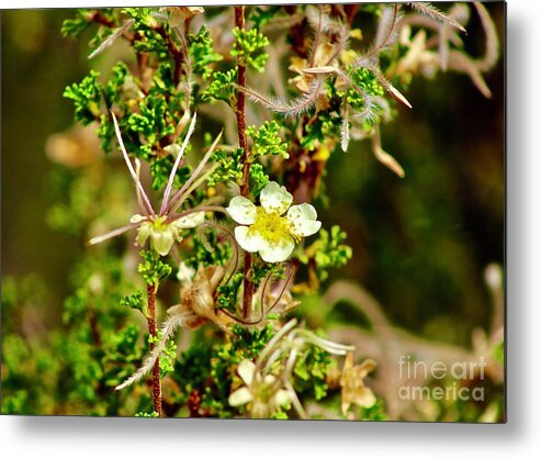 Wildflower Metal Print featuring the photograph Wild Flowers #2 by Craig Wood