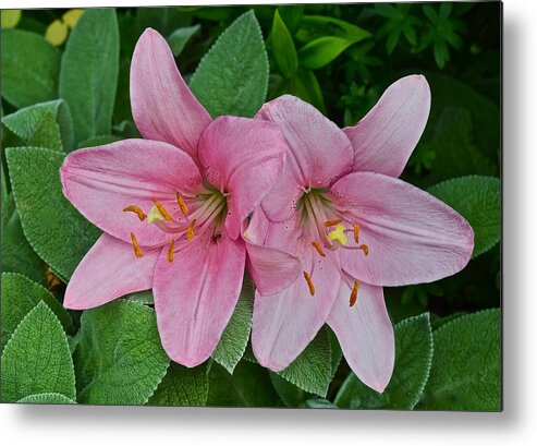 Asiatic Lilies Metal Print featuring the photograph 2015 Summer at the Garden Pink Lilies 1 by Janis Senungetuk