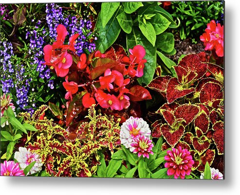 Begonia Metal Print featuring the photograph 2017 Mid July at the Gardens Begonia and Coleus by Janis Senungetuk