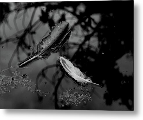 Feathers Metal Print featuring the photograph On the Surface - bw by Marilyn Wilson