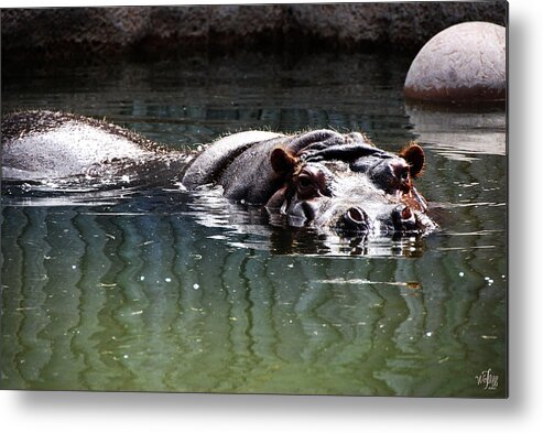 Hippopatamus Metal Print featuring the photograph Hippo #3 by Thea Wolff