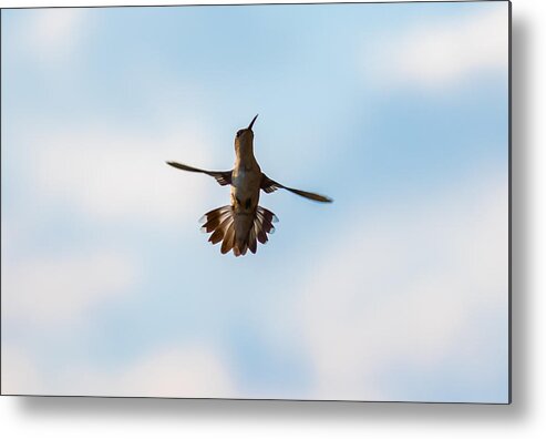 Hummingbird Metal Print featuring the photograph Hummingbird by Holden The Moment
