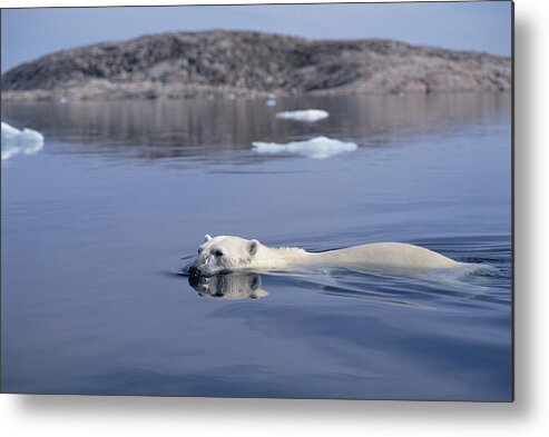 Mp Metal Print featuring the photograph Polar Bear Swimming Wager Bay Canada #3 by Flip Nicklin