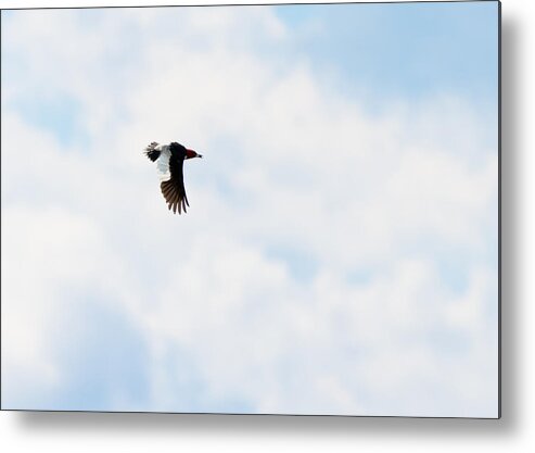 Red-headed Woodpecker Metal Print featuring the photograph Red-Headed Woodpecker by Holden The Moment