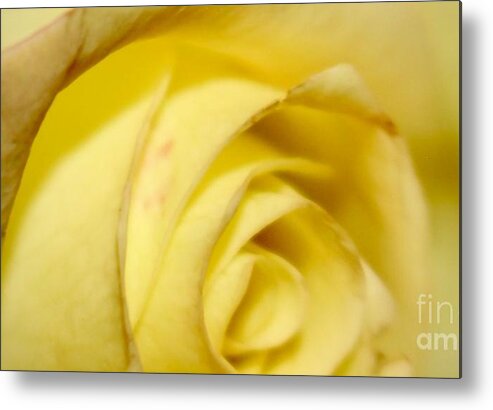 Yellow Rose Metal Print featuring the photograph Rose by Deena Withycombe