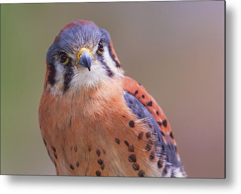 Animal Metal Print featuring the photograph American Kestrel #5 by Brian Cross
