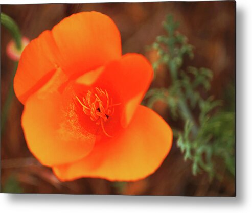 Poppies Metal Print featuring the photograph Desert Bloom by Matthew Urbatchka