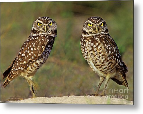 Dave Welling Metal Print featuring the photograph 563977016 Burrowing Owls Athene Cunicularia Wild Florida by Dave Welling