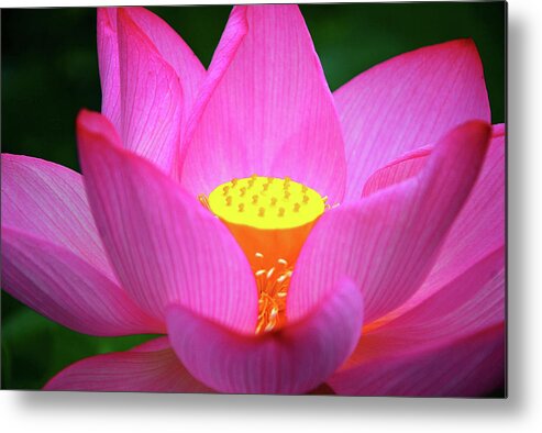 Lotus Metal Print featuring the photograph Blossoming lotus flower closeup #6 by Carl Ning