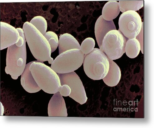 Saccharomyces Cerevisiae Metal Print featuring the photograph Saccharomyces Cerevisiae #6 by Scimat