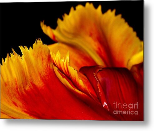 Tulip Metal Print featuring the photograph Tulip #7 by Sylvie Leandre