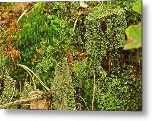 Moss Metal Print featuring the photograph Mosses and Liverworts 8861 by Michael Peychich