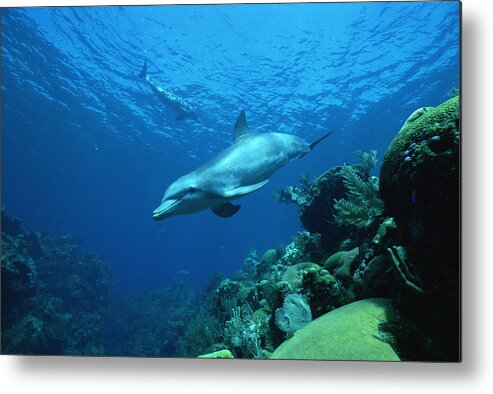 Mp Metal Print featuring the photograph Bottlenose Dolphin Tursiops Truncatus #9 by Konrad Wothe