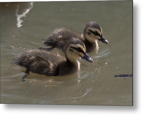 Duck Metal Print featuring the photograph Duckling #93 by Masami Iida