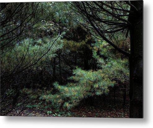  Metal Print featuring the photograph A Clearing In The Wild by Kenneth Campbell