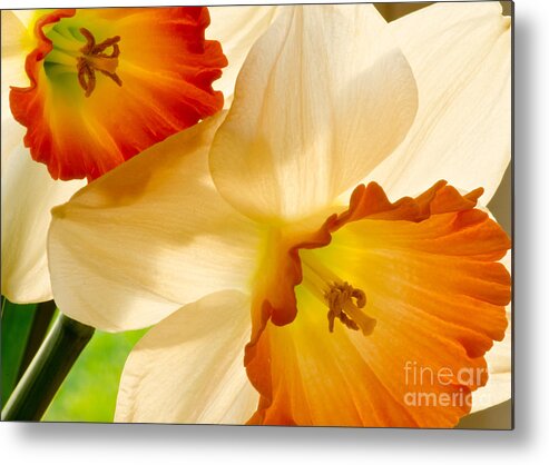 Oregon Metal Print featuring the photograph A Full Frame Of Daffy's by Nick Boren
