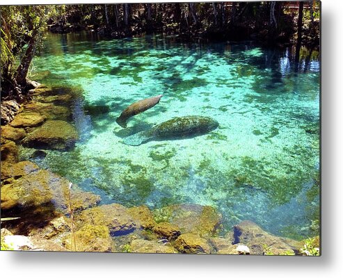 Three Sisters Springs Metal Print featuring the photograph A Manatee Calf and Cow by Judy Wanamaker