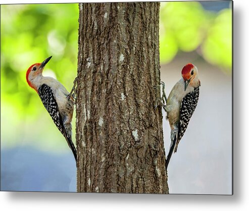 Birds Metal Print featuring the photograph A Pair of Red Belly Woodpeckers by Cathy Kovarik