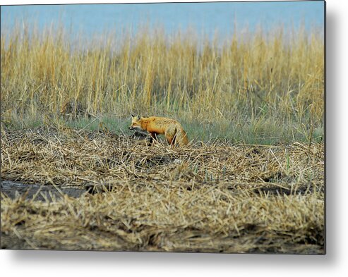 Red Fox Metal Print featuring the photograph A Red Fox Hunting by Gregory Blank