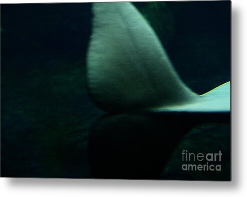 Whale Metal Print featuring the photograph A Whale's Tale by Linda Shafer