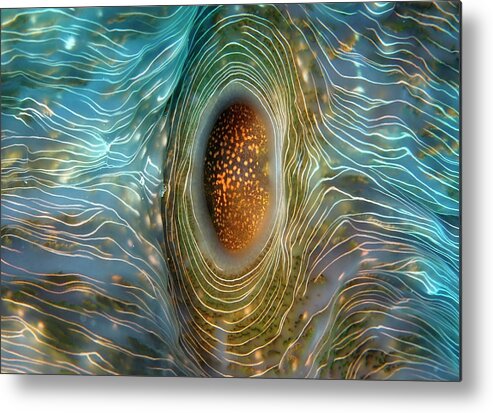 Abstract Metal Print featuring the photograph Abstract clam by Artesub
